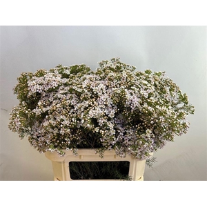 Chame Un Jupite Moon Very Nice!!