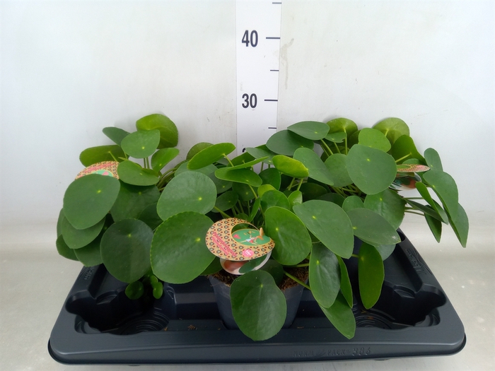 <h4>Pilea peperomoides</h4>