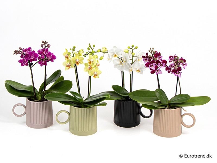 <h4>PHALAENOPSIS-HYBRID E 4291</h4>
