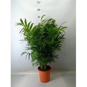Chamaedorea elegans