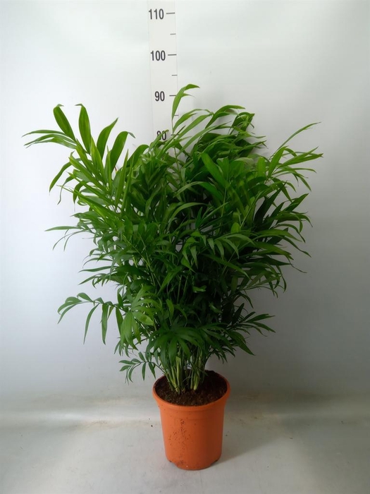 <h4>Chamaedorea elegans</h4>