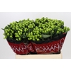 Hypericum Lucky Romance