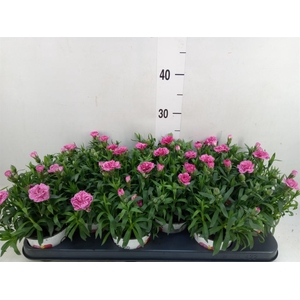 Dianthus  'Oscar Pink And Purple'