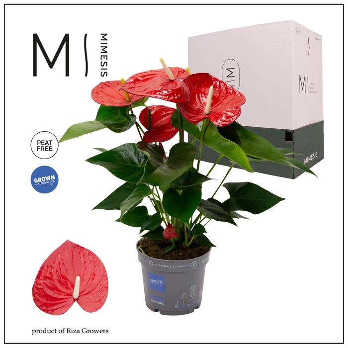 <h4>Mimesis Anthurium KARMA Red XXL- 17cm</h4>