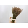 Calamagrostis