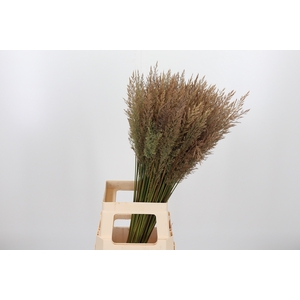 Calamagrostis