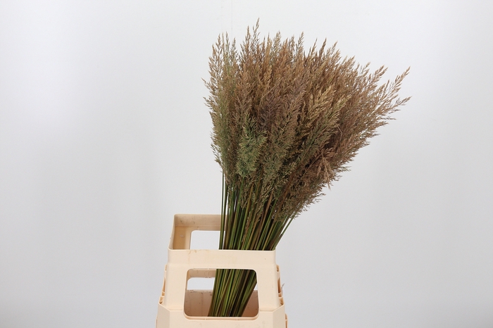 <h4>Calamagrostis</h4>