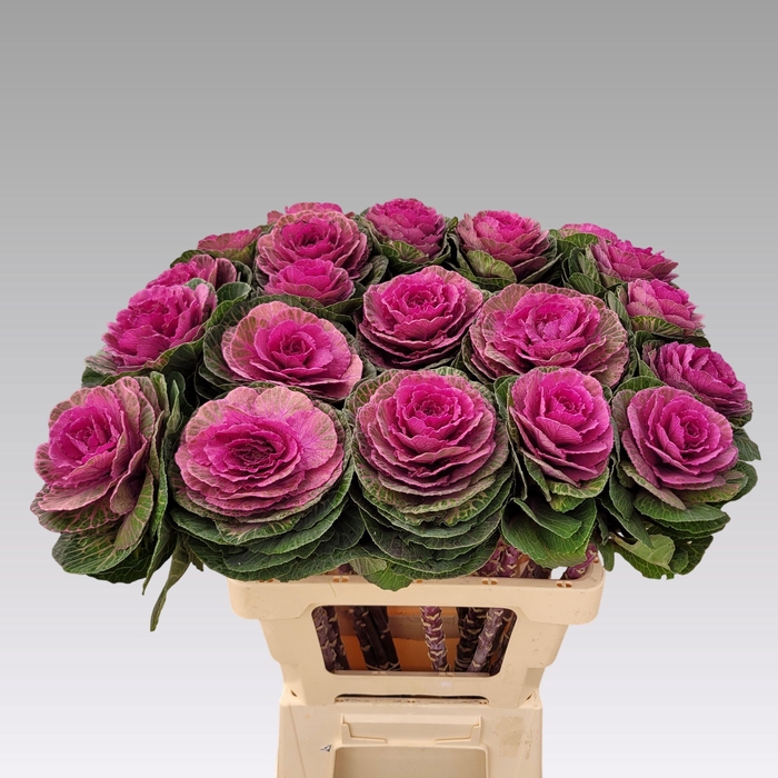 <h4>BRASS RED CRANE</h4>