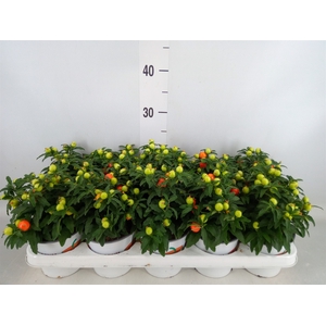 Solanum pseudocapsicum