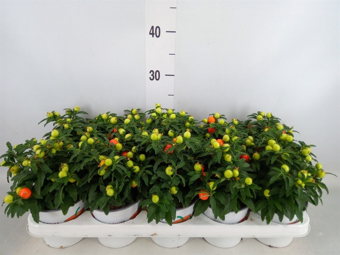 <h4>Solanum pseudocapsicum</h4>