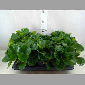 Peperomia obt. 'Green Gold'