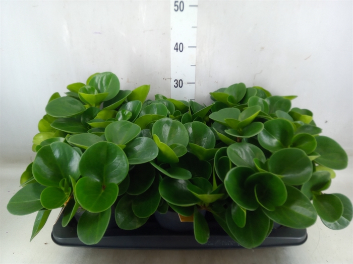 <h4>Peperomia obt. 'Green Gold'</h4>