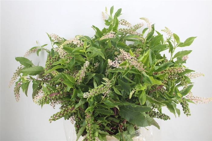 <h4>Carbouzijn Berry P Bunch</h4>