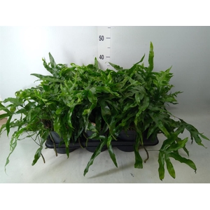 Microsorum musifolium 'Crocodyllus'