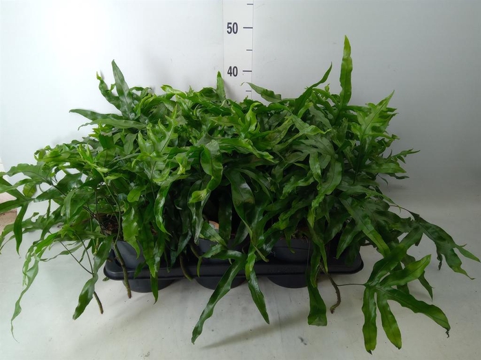 <h4>Microsorum musifolium 'Crocodyllus'</h4>