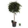 Ficus Be Danielle stam