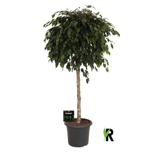 Ficus Be Danielle stam