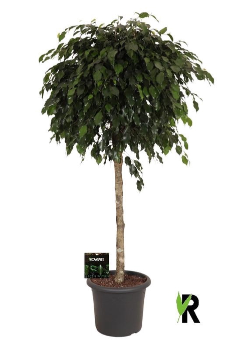 <h4>Ficus Be Danielle stam</h4>