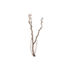 Syringa Branch Extra Kuzell