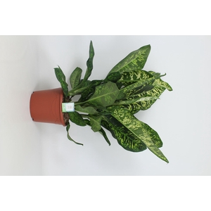 Dieffenbachia Crown