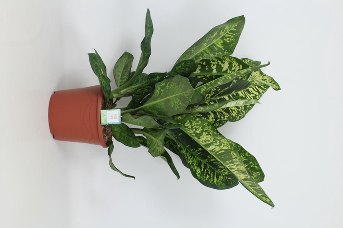 <h4>Dieffenbachia Crown</h4>