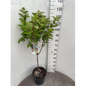 HYDR PANICULATA