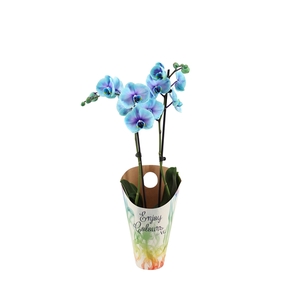 Enjoy Potcover Phal I Am Blue Lagoon 2T14+