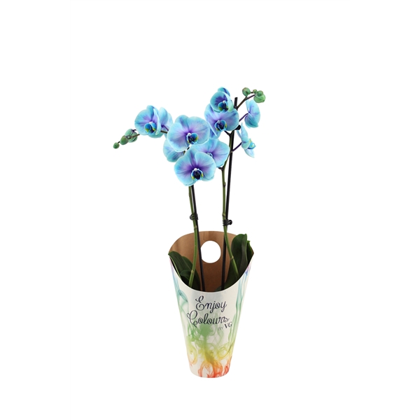 <h4>Enjoy Potcover Phal I Am Blue Lagoon 2T14+</h4>