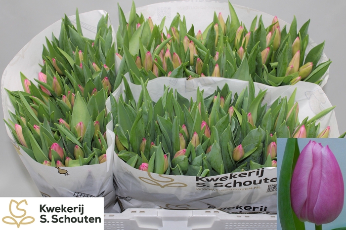 <h4>TU EN CHRISTM DREAM</h4>