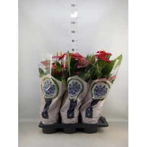Anthurium andr. 'Jambo Red'