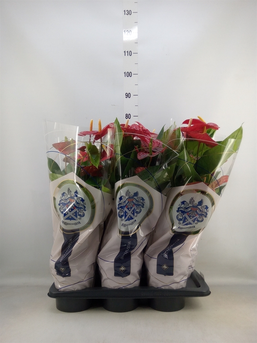 <h4>Anthurium andr. 'Jambo Red'</h4>