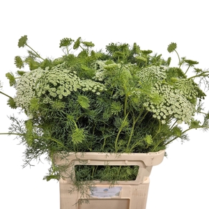 AMMI VISNAGA