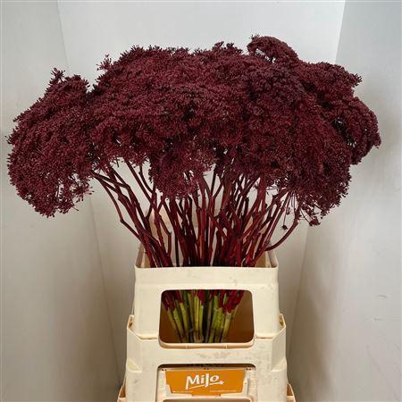 <h4>AMMI ZAAD KLB BORDEAUX</h4>