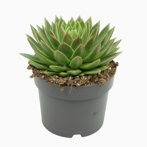 Echeveria agavoides