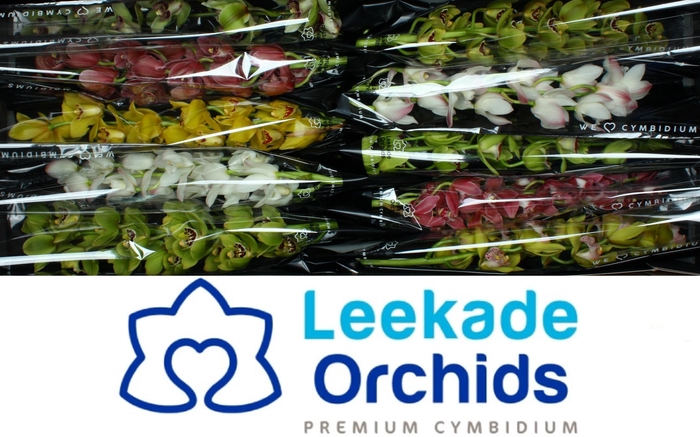 <h4>CYMB MI GEM</h4>