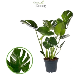 Monstera Deliciosa Tauerii