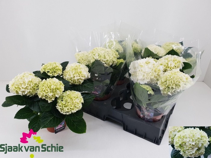 <h4>HYDR M HI WHITE SUN</h4>