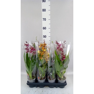 Orchideeen   ...mix