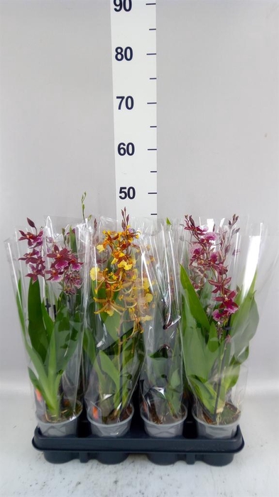 <h4>Orchideeen   ...mix</h4>