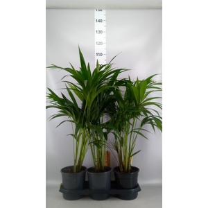 Howea forsteriana