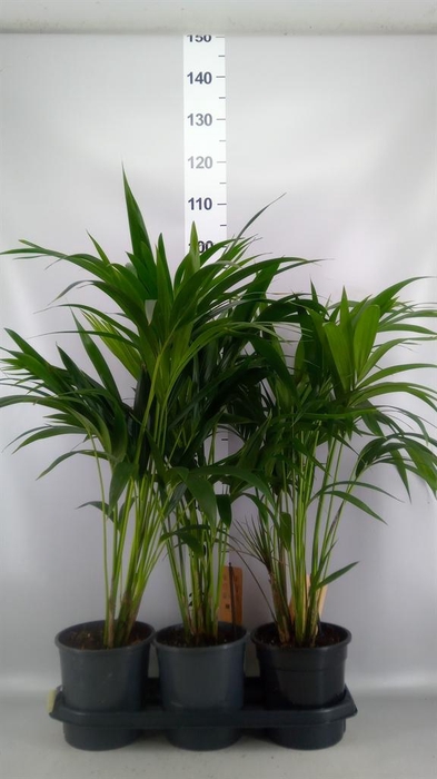 <h4>Howea forsteriana</h4>