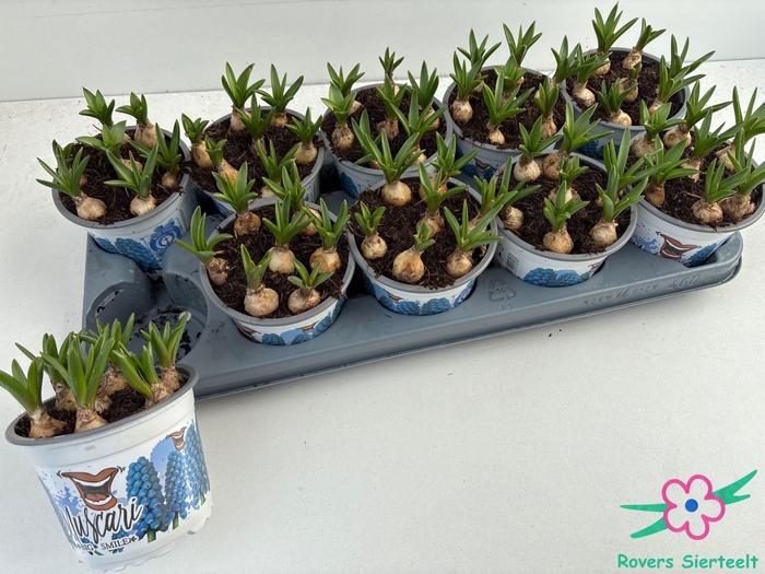 <h4>MUSCAR BIG SMILE</h4>