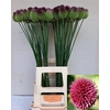 Allium Sphaerocephal X10