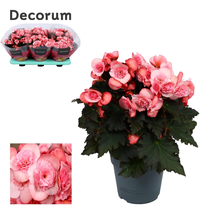 <h4>Begonia ''joy pink'' licht rose Decorum</h4>