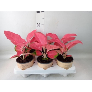 Aglaonema   ...