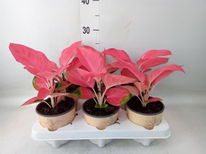 <h4>Aglaonema   ...</h4>
