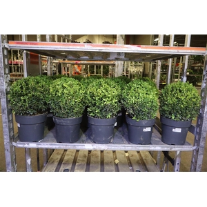 arr8 Buxu Sempervirens