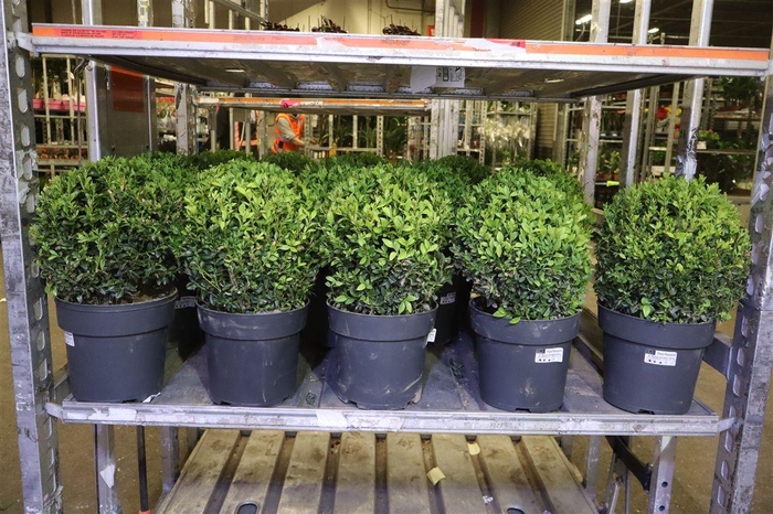 <h4>arr8 Buxu Sempervirens</h4>