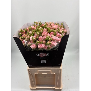ROSA TR 'BRITNEY'