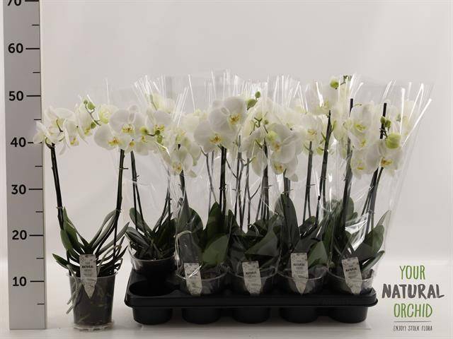 <h4>PHAL WHITE 2 TAK</h4>